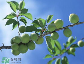 青梅的功效和作用,青梅的功效和作用及食用禁忌