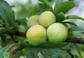 青李子怎么腌制才好吃,青李子怎么腌制才好吃放得久