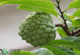 释迦果怎么保存久一些,释迦果保存多少天