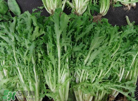 苦菜和羊肉能一起吃吗?,苦菜和羊肉一起食用可以吗