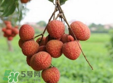 白糖罂和妃子笑哪个好吃?,白糖罂荔枝和妃子笑哪个好吃