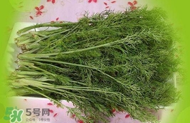 茴香是酸性还是碱性食物,香菜属于碱性还是酸性