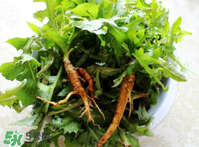 苦菜根能吃吗,苦菜根能吃吗?苦菜根的功效和作用