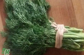 茴香菜是什么菜图片是怎样的,茴香是什么菜