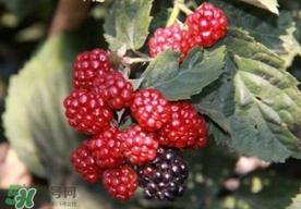 山莓和刺莓,刺泡和树莓的区别 山莓和刺莓,刺泡和树莓的区别