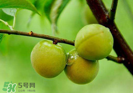 青梅果简介,青梅果是什么样子的