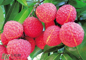 荔枝和虾能一起吃吗,虾可以跟橄榄一起吃吗