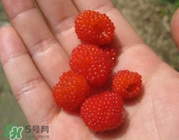 覆盆子的热量,覆盆子的热量高吗