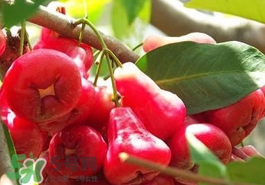 莲雾芯子可以吃吗,莲雾中间可以吃吗