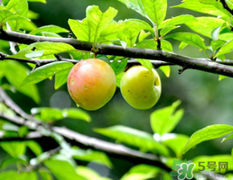 牛奶能和桃子一起吃吗,不能和牛奶一起吃