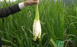 茭白需要焯水吗?,茭白需要焯水吗焯多久