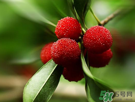 杨梅可以带上飞机吗?,杨梅可以带上飞机吗国内