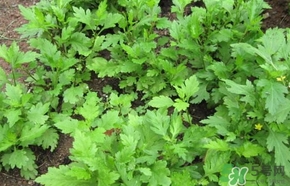 菊花脑怎么做好吃,菊花脑怎么做好吃 这样做好吃又下火