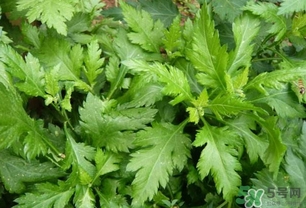 菊花脑怎么种植和施肥,菊花脑怎么种