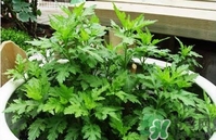 菊花脑是什么菜,菊花脑是什么季节的菜