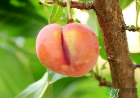 李子一天可以吃几个,李子一天可以吃几个孕妇