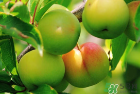 李子苦能吃吗?李子苦怎么处理好吃?,李子苦能吃吗