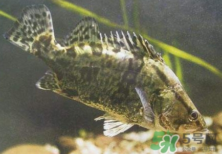 鱼怎么养?,鳜鱼养殖最新技术
