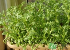 蓬花菜又叫什么菜,蓬花菜图片 蓬花菜又叫什么菜,蓬花菜图片