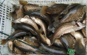 怎样做鲶鱼好吃,怎样做鲈鱼好吃