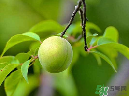 梅子什么时候成熟季节,梅子什么时候成熟? 梅子什么时候成熟季节,梅子什么时候成熟?