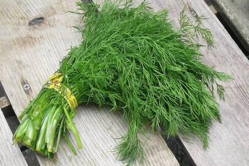 茴香能生吃吗?,茴香可以生吃吗?