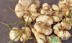 土瓜是凉性还是热性水果,土瓜是凉性还是热性的