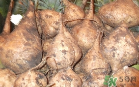 生吃土瓜的功效和作用,吃土瓜的好处