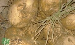 孕妇可以吃土瓜吗? 白色的那种,孕妇可以吃土瓜吗