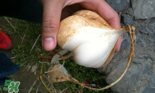 凉薯的吃法和做法,红薯凉粉怎么做好吃