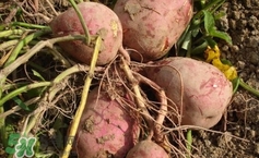 地瓜和红薯有什么区别,适合烤地瓜的红薯品种