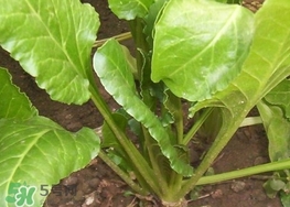 猪婆菜又叫什么菜,猪婆菜图片