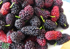 桑葚干加什么泡水好,干桑葚怎么泡水喝的功效