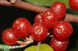 羊奶的药用价值,羊乳药材有什么功效 羊奶的药用价值,羊乳药材有什么功效