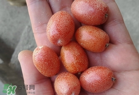 羊奶属于热性还是凉性,牛奶羊奶是热性还是凉性 羊奶属于热性还是凉性,牛奶羊奶是热性还是凉性