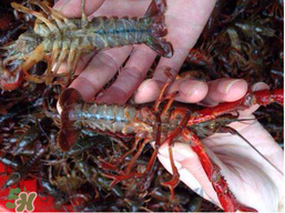 野生小龙虾能吃吗?,野生小龙虾能吃吗 知乎