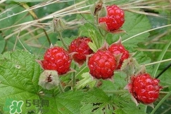 空心泡能吃吗?,空心泡的功效 空心泡能吃吗?,空心泡的功效