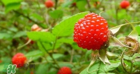 覆盆子怎样吃补肾壮阳,覆盆子怎样吃壮阳