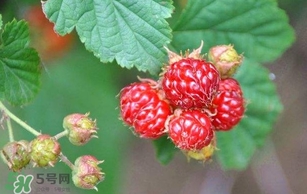 覆盆子孕妇能吃吗,孕早期可以吃覆盆子吗