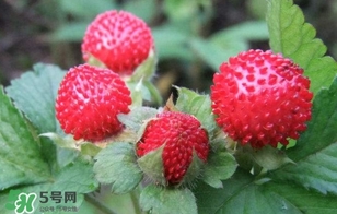 蛇莓多少钱一斤,树莓收购多少钱一斤