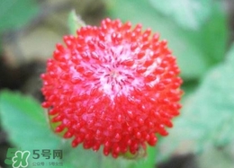 蛇莓能不能吃,蛇草莓能吃吗