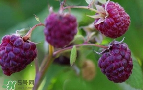 山莓怎么保存久一点,山莓怎么保存