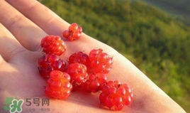 山莓怎么洗干净,山莓怎么洗