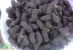 干桑葚的功效和作用及食用方法图片,桑葚干的功效和作用百度经验