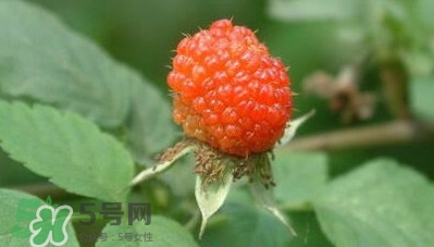 覆盆子泡水,覆盆子和空心泡的区别