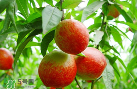 油桃怎么榨汁好喝,油桃怎么榨汁