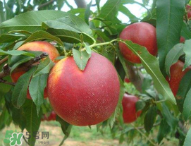 油桃怎么保鲜不会腐烂,油桃怎么保鲜时间长 油桃怎么保鲜不会腐烂,油桃怎么保鲜时间长