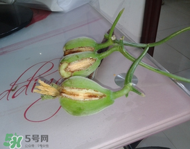 香瓜裂口是怎么回事,香瓜发苦怎么回事