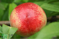 吃油桃需要削皮吗,油桃的皮能不能吃 吃油桃需要削皮吗,油桃的皮能不能吃