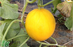 经期可以吃甜瓜吗...,经期可以吃甜瓜吗?为什么?